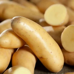 TRUFFAUT - Plants de pommes de terre 'Ratte' en filet x10