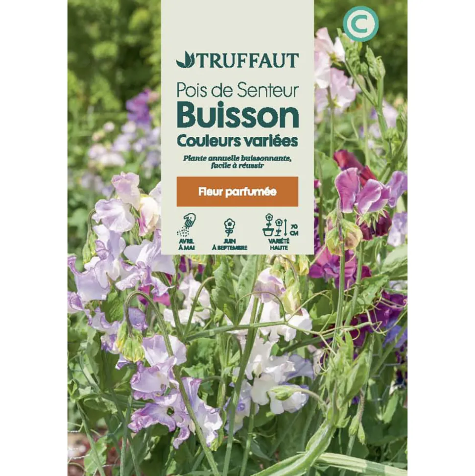 TRUFFAUT - Pois De Senteur Couleurs Variées : En sachet
