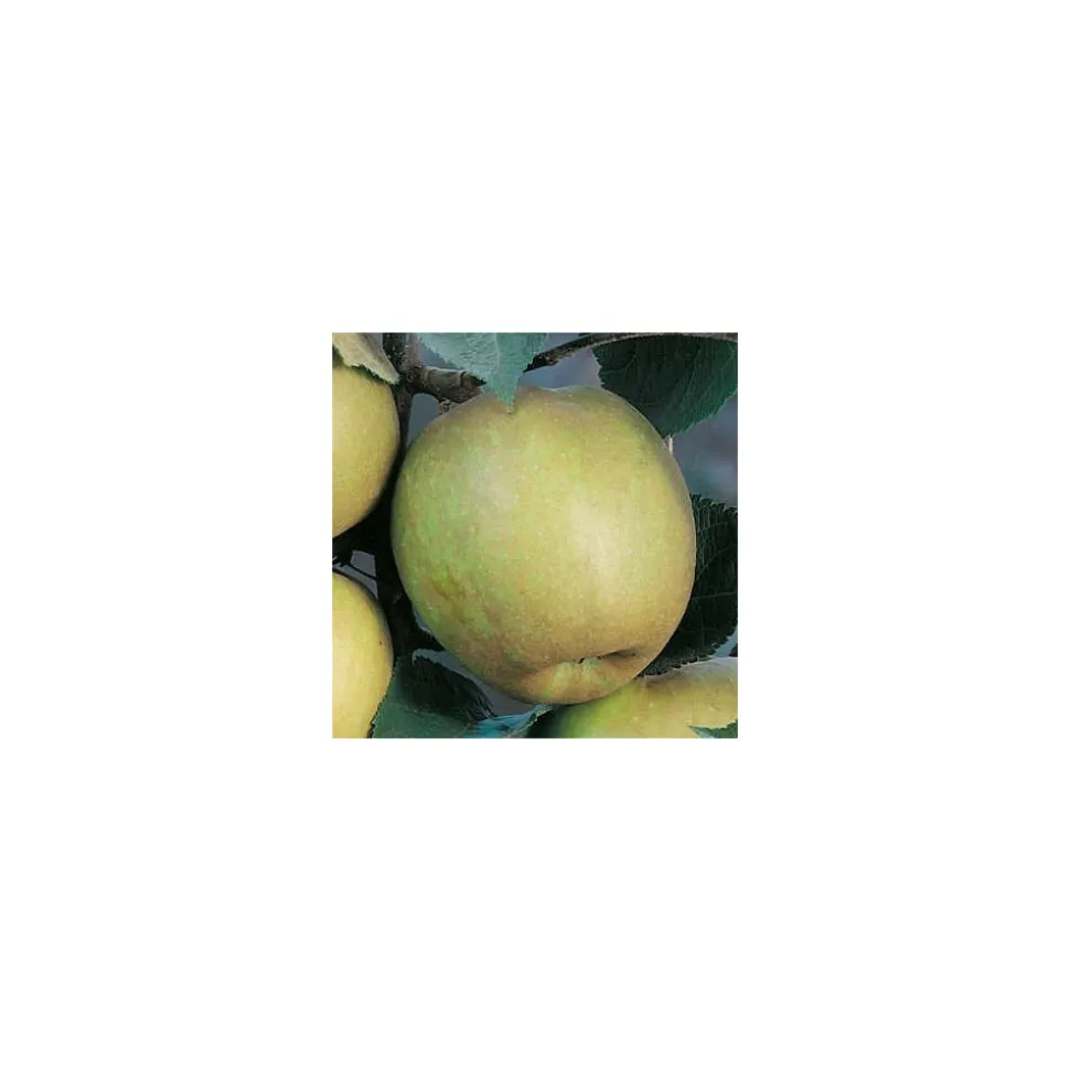 TRUFFAUT - Pommier Reinette blanche du Canada : gobelet 3 ans d'âge ctr 12 litres