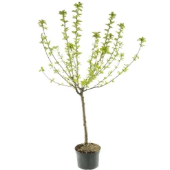 TRUFFAUT - Pommier Reinette blanche du Canada : gobelet 3 ans d'âge ctr 12 litres