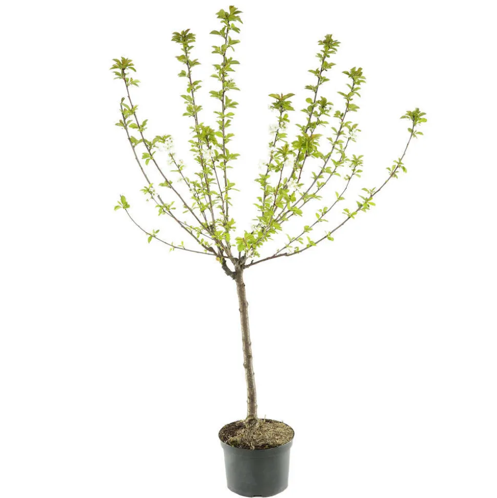 TRUFFAUT - Pommier Reinette blanche du Canada : gobelet 3 ans d'âge ctr 12 litres