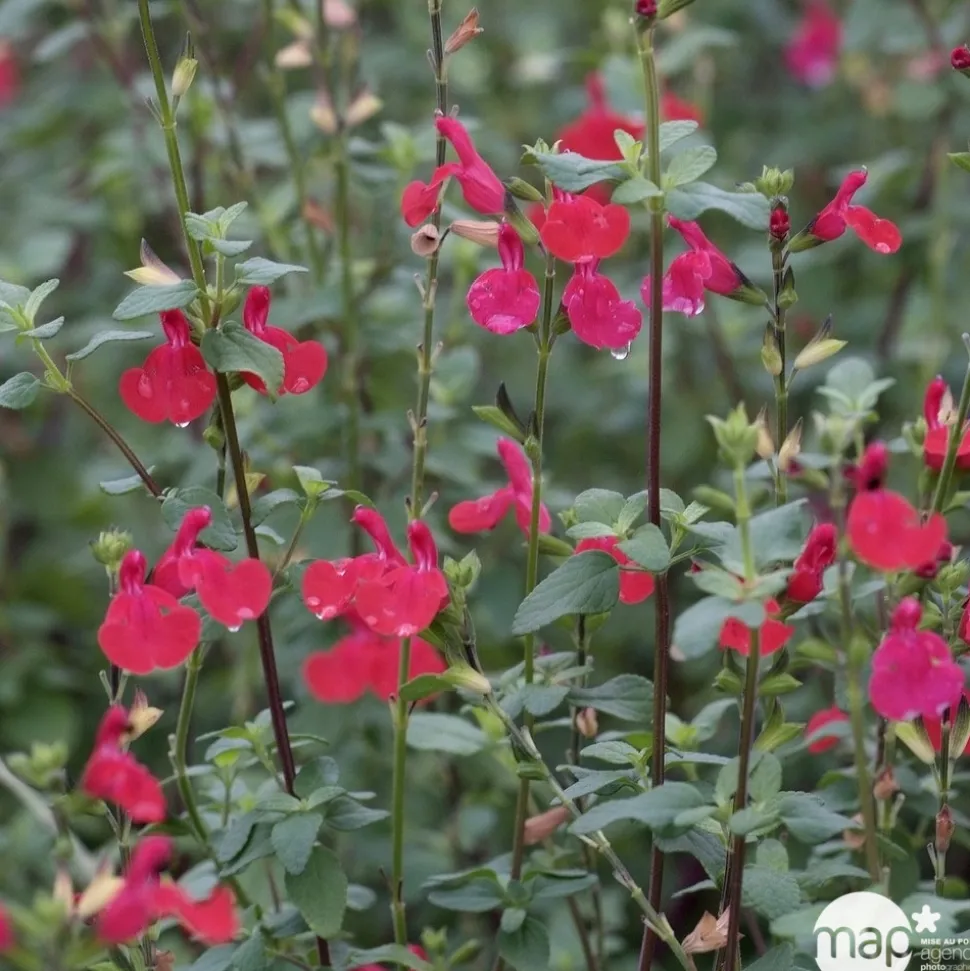 TRUFFAUT - Salvia Grahamii : C3L Marque Truffaut