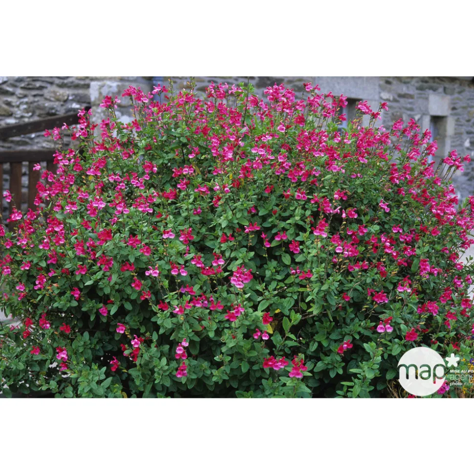 TRUFFAUT - Salvia Grahamii : C3L Marque Truffaut