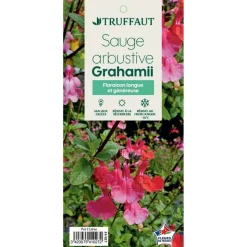 TRUFFAUT - Salvia Grahamii : C3L Marque Truffaut
