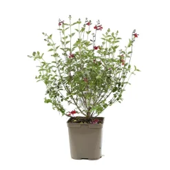 TRUFFAUT - Sauge microphylla 'Royal Bumble' : ctr 3 litres