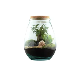 TRUFFAUT - Terrarium 'Darasa' M - Ginseng : D.19cm - H.23cm