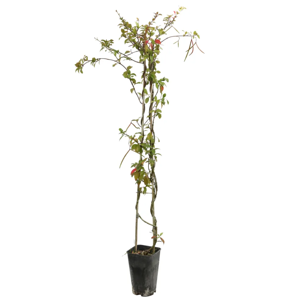 TRUFFAUT - Trachelospermum asiaticum : 3L