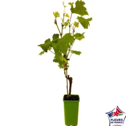TRUFFAUT - Vigne 'Cardinal' : pot de 1,5 litres