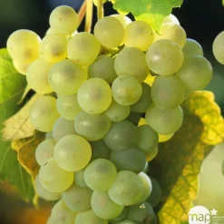 TRUFFAUT - Vigne 'Chasselas Doré' : pot de 1,5 litres