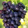 TRUFFAUT - Vigne 'Muscat de Hambourg' : pot de 1,5 litres