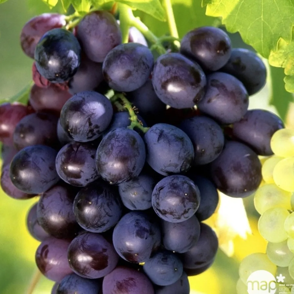 TRUFFAUT - Vigne 'Muscat de Hambourg' : pot de 1,5 litres