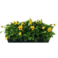 TRUFFAUT - Viola cornuta : barquette de 10 plants - Coloris variables