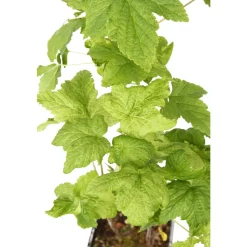 TRUFFAUT AB - Cassis 'Black Marble'® : AB pot 1.5L