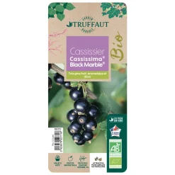 TRUFFAUT AB - Cassis 'Black Marble'® : AB pot 1.5L