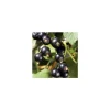 TRUFFAUT AB - Cassissier 'Andega' bio : pot de 1,5 litres