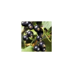 TRUFFAUT AB - Cassissier 'Andega' bio : pot de 1,5 litres