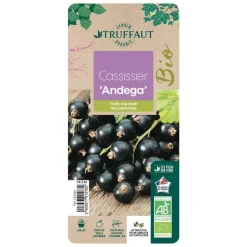 TRUFFAUT AB - Cassissier 'Andega' bio : pot de 1,5 litres