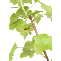 TRUFFAUT AB - Cassissier 'Andega' bio : pot de 3 litres