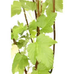TRUFFAUT AB - Cassissier 'Andega' bio : pot de 3 litres