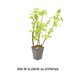 TRUFFAUT AB - Cassissier 'Andega' bio : pot de 3 litres