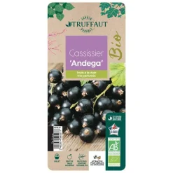TRUFFAUT AB - Cassissier 'Andega' bio : pot de 3 litres