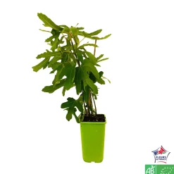 TRUFFAUT AB - Figuier 'Ronde de Bordeaux':AB pot 1,5L