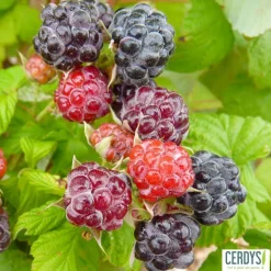 TRUFFAUT AB - Framboisier 'Black Jewel' bio - pot de 1,5L