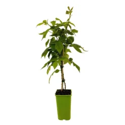 TRUFFAUT AB - Framboisier 'Black Jewel' bio - pot de 1,5L
