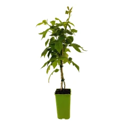 TRUFFAUT AB - Framboisier 'Héritage' bio - pot de 1,5L