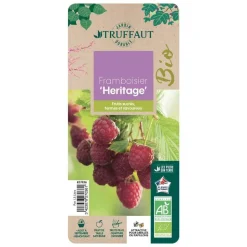 TRUFFAUT AB - Framboisier 'Héritage' bio - pot de 1,5L