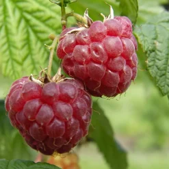 TRUFFAUT AB - Framboisier 'Glen Ample' bio : pot de 3 litres
