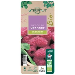 TRUFFAUT AB - Framboisier 'Glen Ample' bio : pot de 3 litres