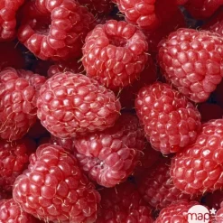 TRUFFAUT AB - Framboisier 'Glen Ample' bio - pot de 1,5 L