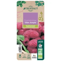 TRUFFAUT AB - Framboisier 'Glen Ample' bio - pot de 1,5 L