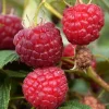 TRUFFAUT AB - Framboisier 'Zeva' bio - pot de 1,5 L