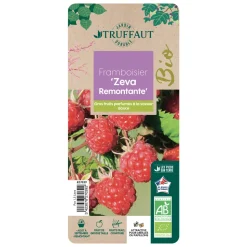 TRUFFAUT AB - Framboisier 'Zeva' bio - pot de 1,5 L