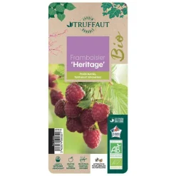 TRUFFAUT AB - Framboisier 'Héritage' bio : pot de 3 litres
