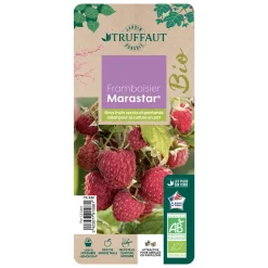 TRUFFAUT AB - Framboisier 'Marastar®' (MA 2920) bio - pot de 1,5L