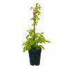 TRUFFAUT AB - Framboisier 'Willamette' bio : pot de 3 litres