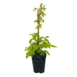 TRUFFAUT AB - Framboisier 'Willamette' bio : pot de 3 litres