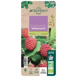 TRUFFAUT AB - Framboisier 'Willamette' bio : pot de 3 litres
