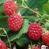 TRUFFAUT AB - Framboisier 'Willamette' bio - pot de 1,5L