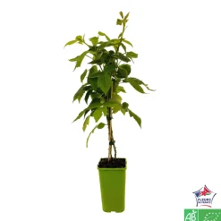 TRUFFAUT AB - Framboisier 'Willamette' bio - pot de 1,5L