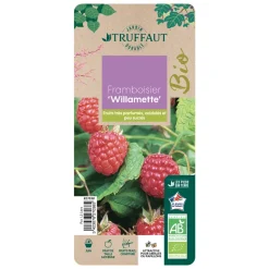 TRUFFAUT AB - Framboisier 'Willamette' bio - pot de 1,5L