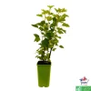 TRUFFAUT AB - Groseillier à grappes 'Blanka' bio : pot de 1,5 litres