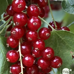 TRUFFAUT AB - Groseillier à grappes 'Jonkheer van Tets' bio: pot 1,5 litres