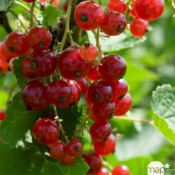 TRUFFAUT AB - Groseillier à grappes 'Jonkheer van Tets' bio: pot 1,5 litres