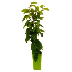 TRUFFAUT AB - Kiwai 'Super Issai' AB:pot 1,5L