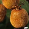 TRUFFAUT AB - Kiwi chinensis 'Hayward' femelle bio : pot de 1,5 litres