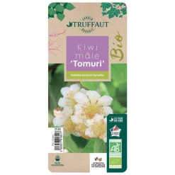 TRUFFAUT AB - Kiwi chinensis 'Tomuri' mâle bio : pot de 1,5 litres